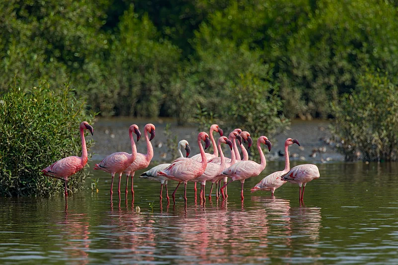 A group of flamingoes is called a flamboyance. This is a group of lesser flamingoes at the Thane Creek Flamingo Sanctuary
