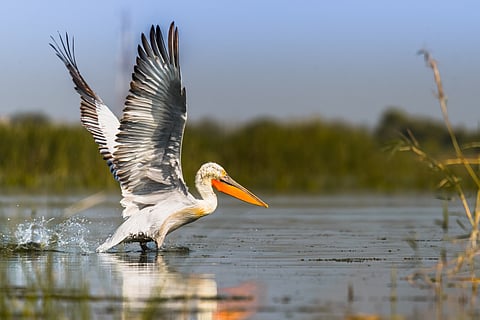 A Dalmatian pelican (Pelecanus crispus) in the Nalsarovar Bird Sanctuary