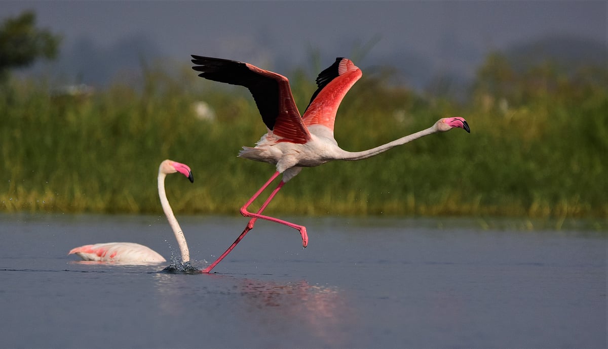 A greater flamingo taking flight in Bhigwan