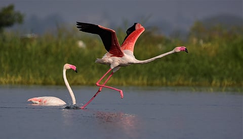 A greater flamingo taking flight in Bhigwan