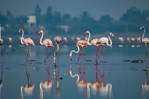 A flamboyance of greater flamingoes in Pulicat Lake