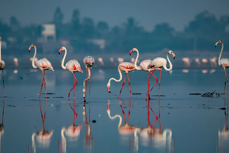 A flamboyance of greater flamingoes in Pulicat Lake