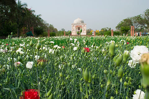 A view of Sunder Nursery