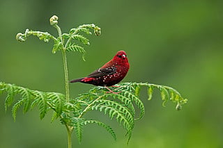 A red avadavat, also known as strawberry finch, in the Western Ghats