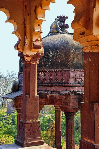 Shutterstock : Longoors sit atop Battis Khamba Chhatri at the Ranthambore National Park