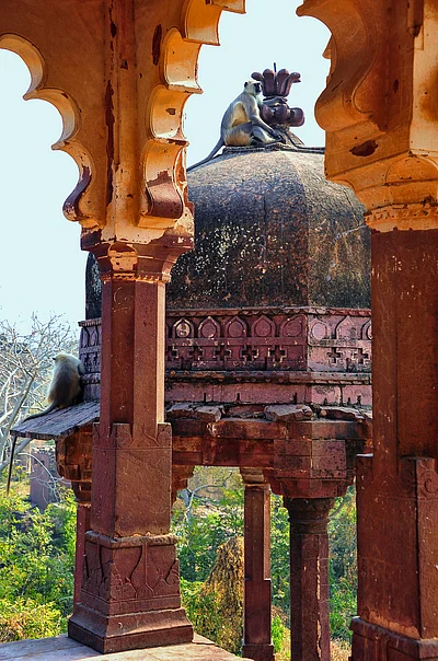 Shutterstock : Longoors sit atop Battis Khamba Chhatri at the Ranthambore National Park