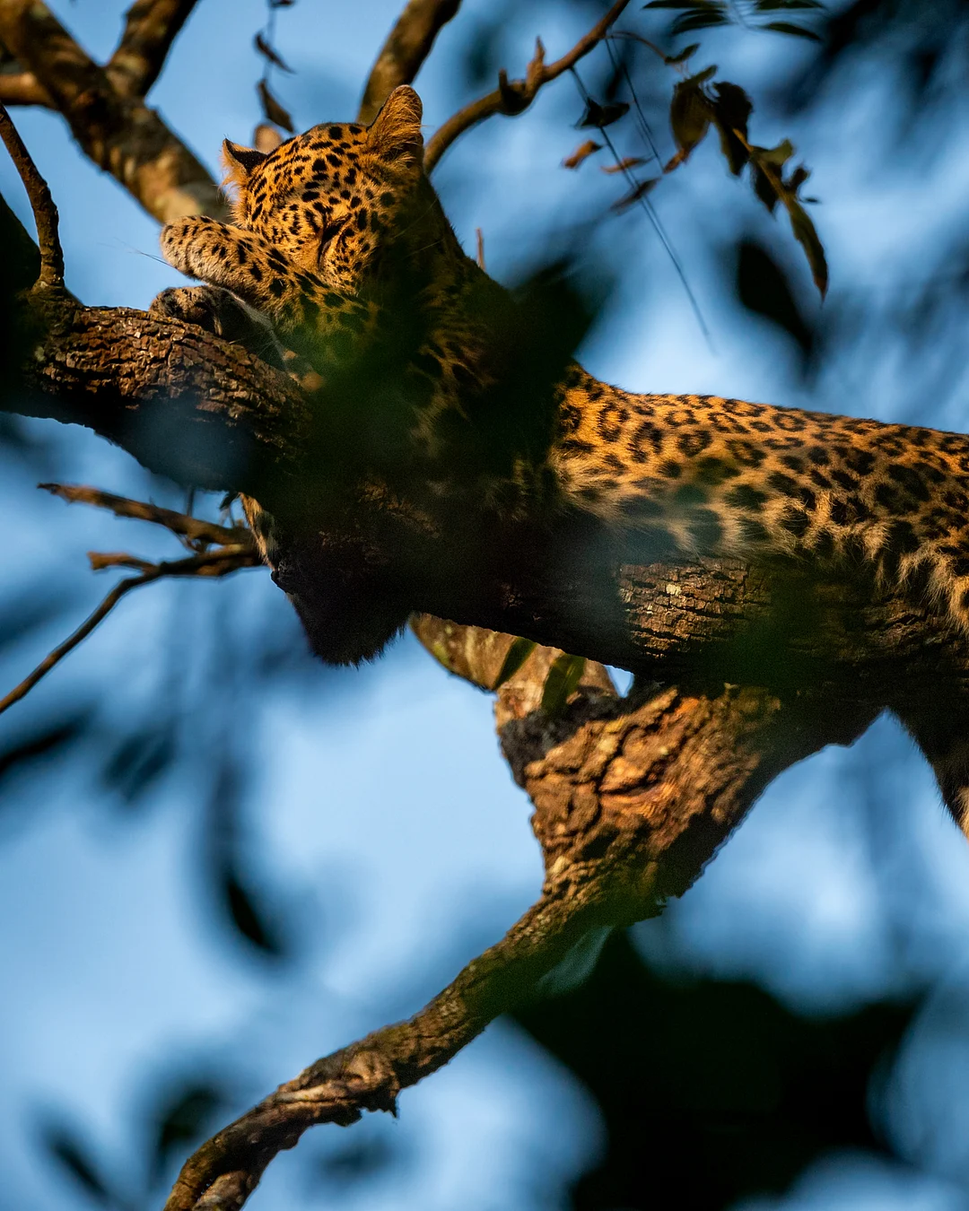 A leopard sleeps at Jim Corbett National Park