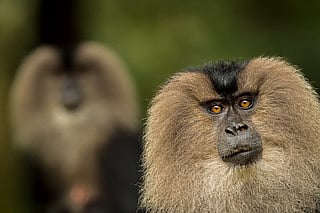 A couple of lion-tailed macaques in the Western Ghats