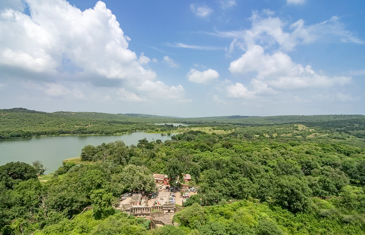 Ranthambore National Park is facing pressure because of an increasing number of tigers—about 88 of them live in an area of around 1,400 square kilometres, which cant fully support them