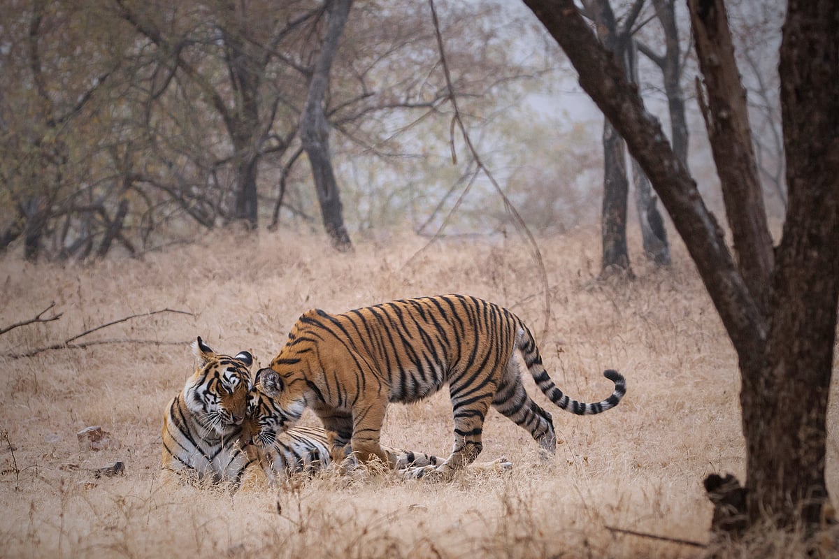 Riddhi and Siddhi are tiger siblings who were birthed by Arrowhead in Ranthambore National Park. Image used for representative purposes only 
