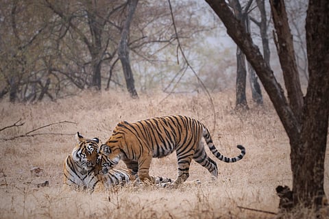 Riddhi and Siddhi are tiger siblings who were birthed by Arrowhead in Ranthambore National Park. Image used for representative purposes only 