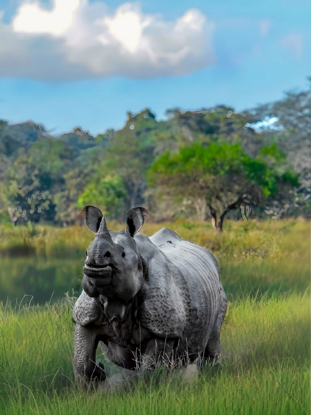 A Great Indian one horned rhinoceros at Kaziranga National Park