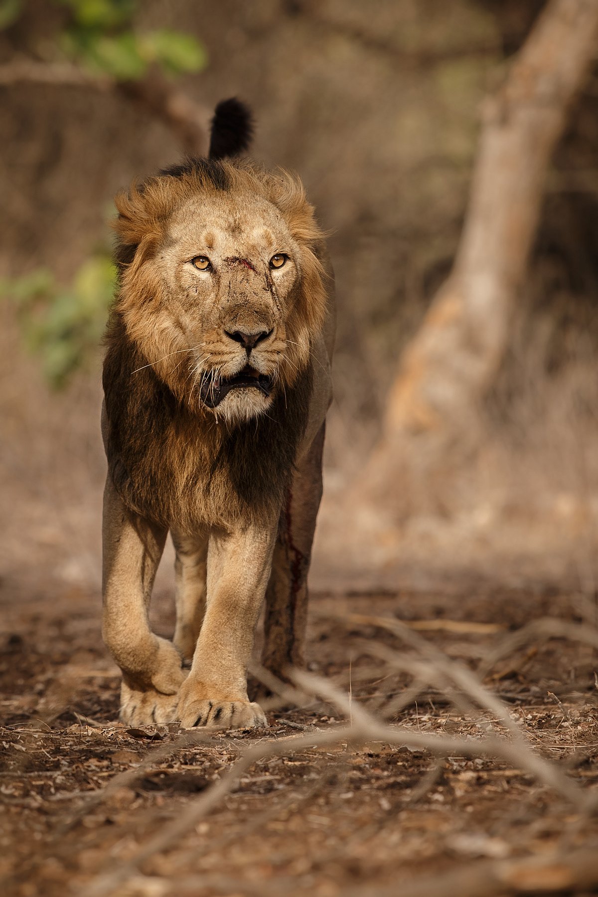 Shutterstock : A lion roams at the Gir National Park