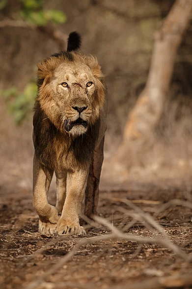 Shutterstock : A lion roams at the Gir National Park