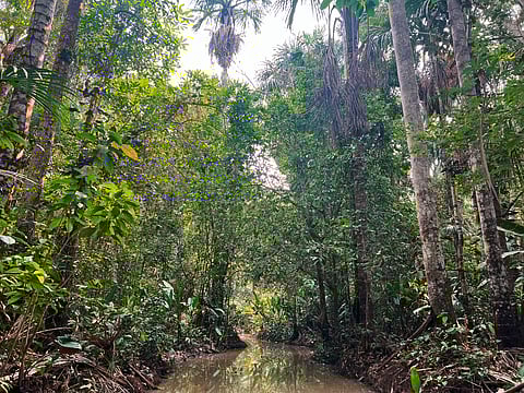 The Amazon rainforest