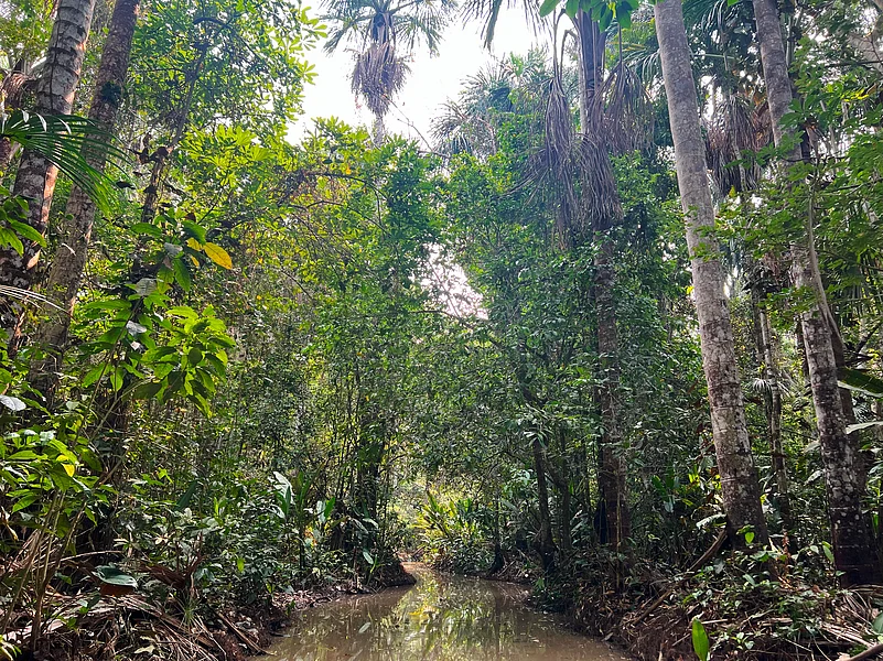 The Amazon rainforest