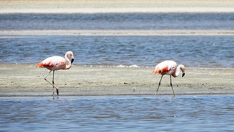Pink flamingos  in Paracas