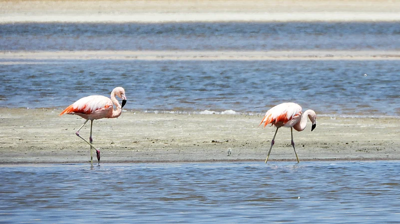 Pink flamingos in Paracas