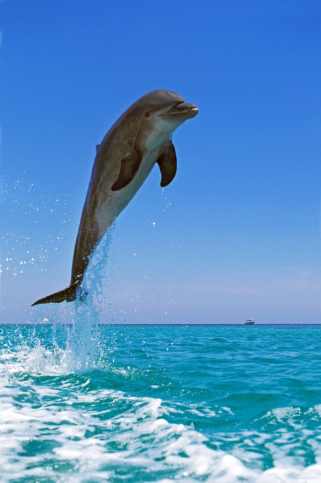 A view of a Bottlenose Dolphin leaping out the water