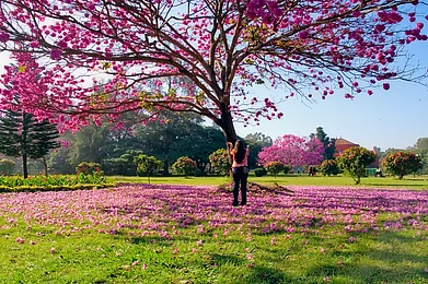 Shutterstock : Cherry Blossoms in India