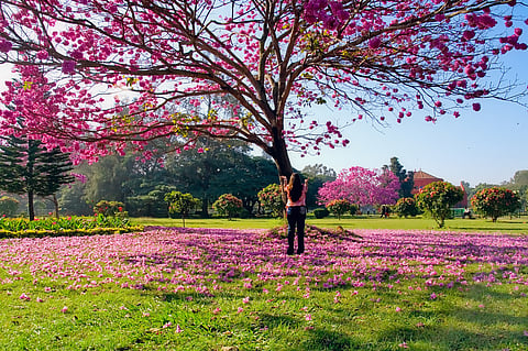 Over half (56 per cent) of Indian travellers are eager to experience the breathtaking cherry blossom season, according to a Skyscanner report