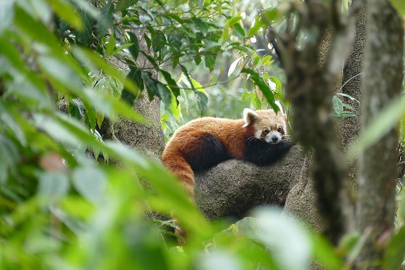 Ankur Panchbudhe/Flickr : A red panda at Darjeeling Zoo