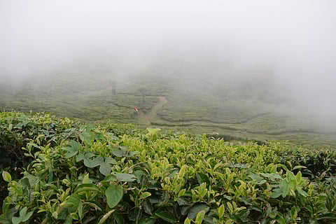 The misty landscape of Munnar feeds into the festive atmosphere of Christmas