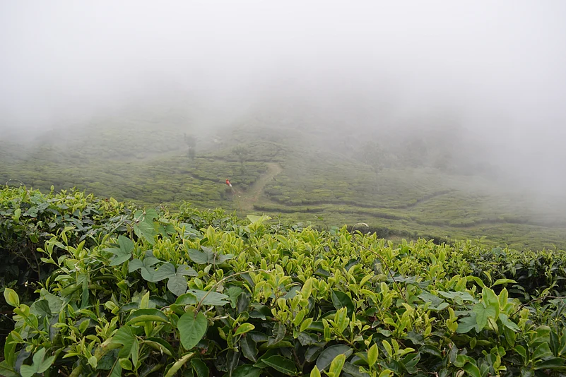 The misty landscape of Munnar feeds into the festive atmosphere of Christmas