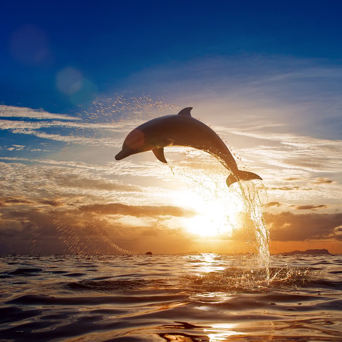 Shutterstock : A beautiful shot of a dolphin jumping out of water