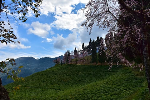 A cherry blossom tree at Temi Tea Estate, Sikkim