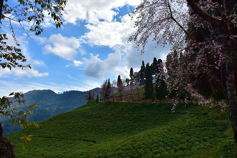 A cherry blossom tree at Temi Tea Estate, Sikkim