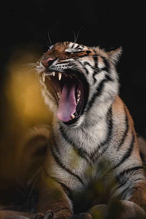 Close-up portrait of a sub adult royal Bengal tiger 