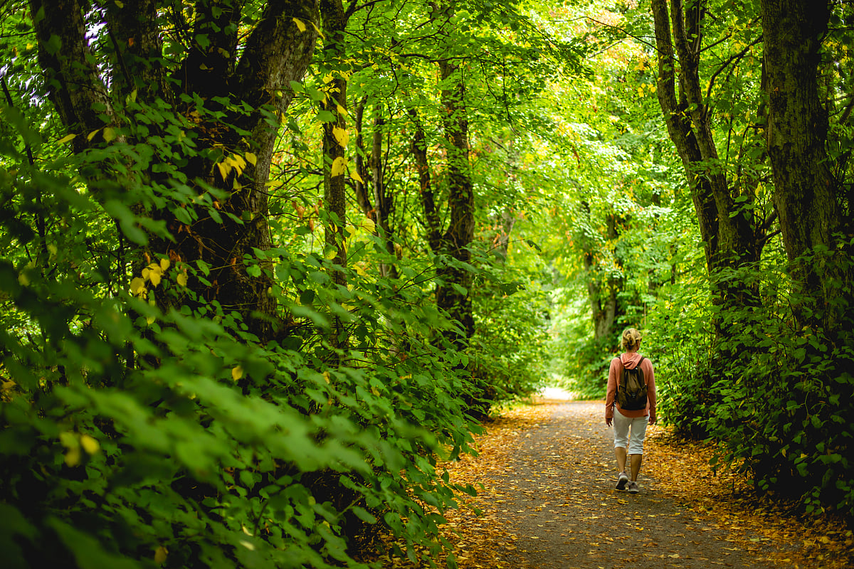 A three-hour walk through the plantations and the forest, up to a dramatic view point (pic for representation only)