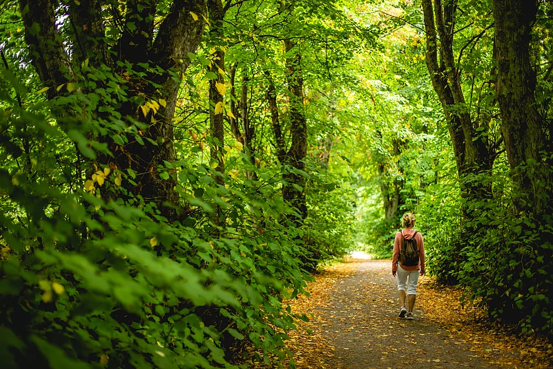 A three-hour walk through the plantations and the forest, up to a dramatic view point (pic for representation only)