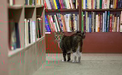 Juniper is the resident cat of Beckham's Bookshop