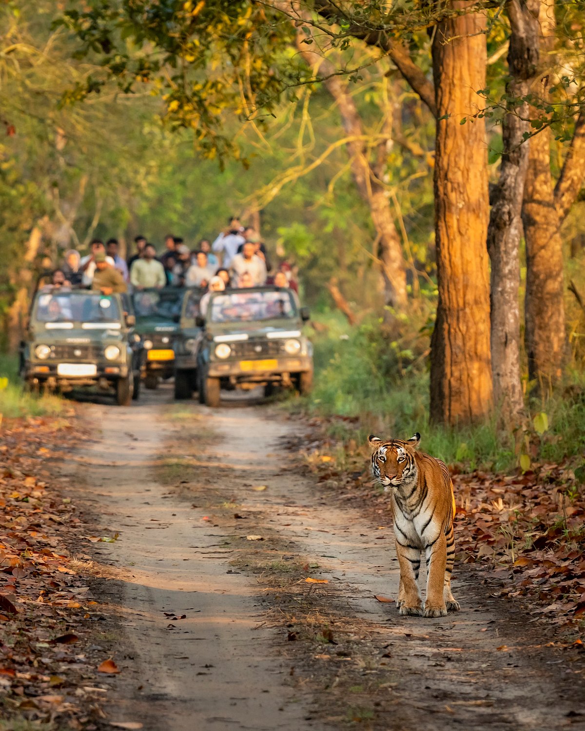 A jungle safari can be intrusive and harm the inhabitants of wildlife reserves