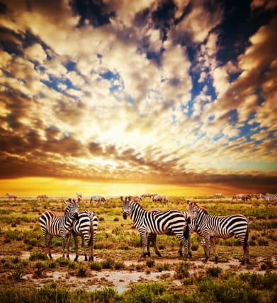 Shutterstock : A herd of zebras on savanna at sunset, Africa
