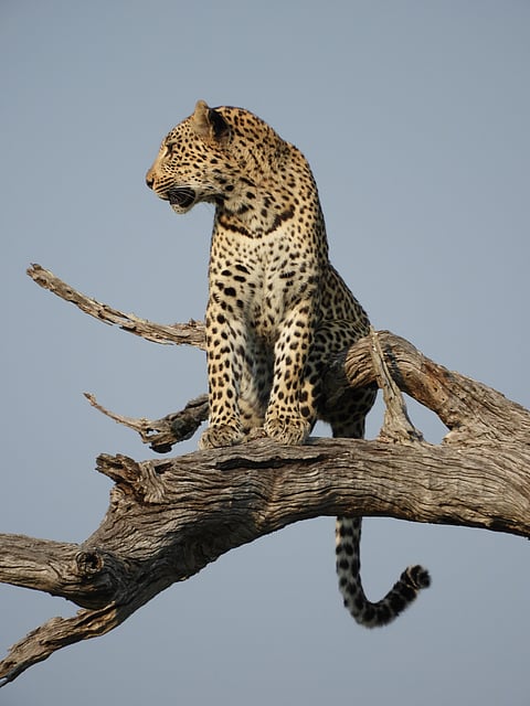 Leopard in African savanna in Kruger Park, South Africa