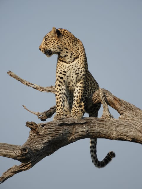 Leopard in African savanna in Kruger Park, South Africa