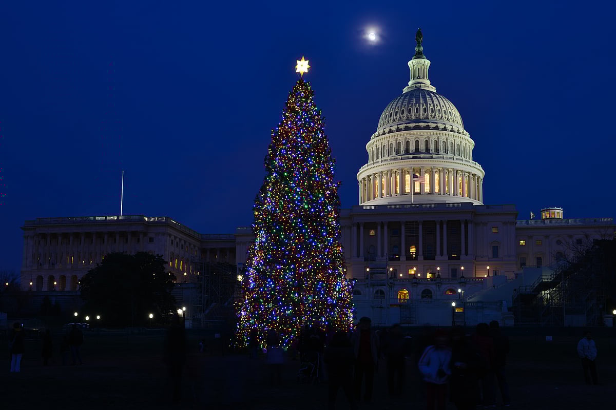 The US Capitol tree on the West Lawn of the US Capitol building