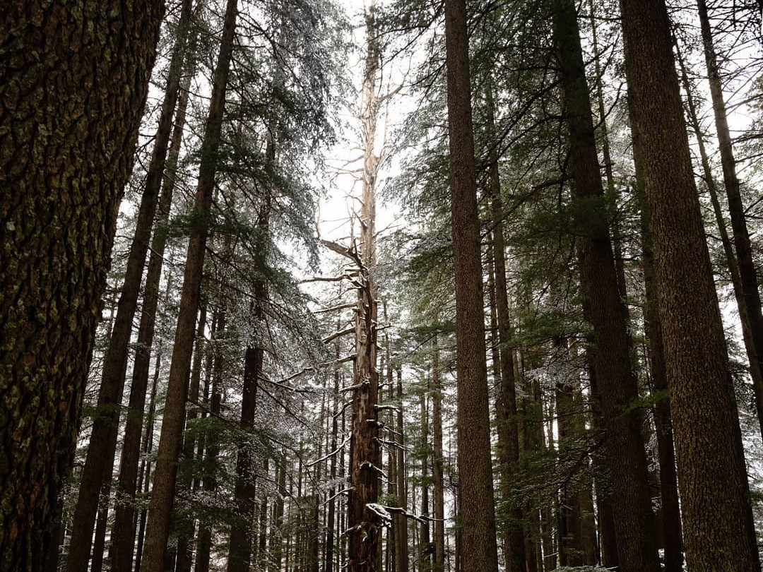 The fairy forest of Pulga in winter