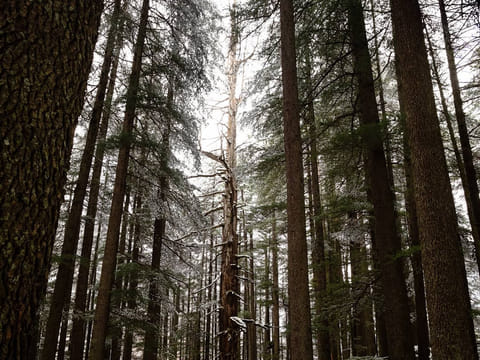 The fairy forest of Pulga in winter