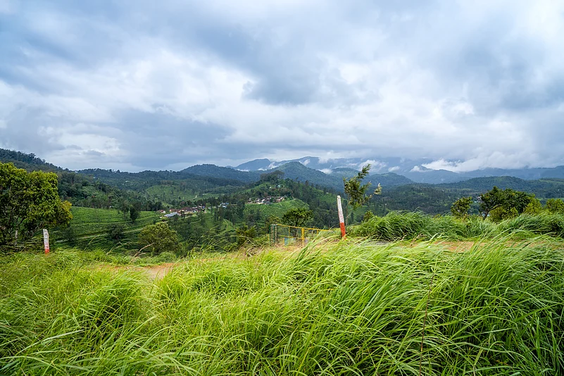 Yellamalai from Gudalur, Tamil Nadu