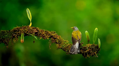 Shutterstock : The grey-headed bulbul is a member of the bulbul family, Pycnonotidae. It is endemic to the Western Ghats in south-western India