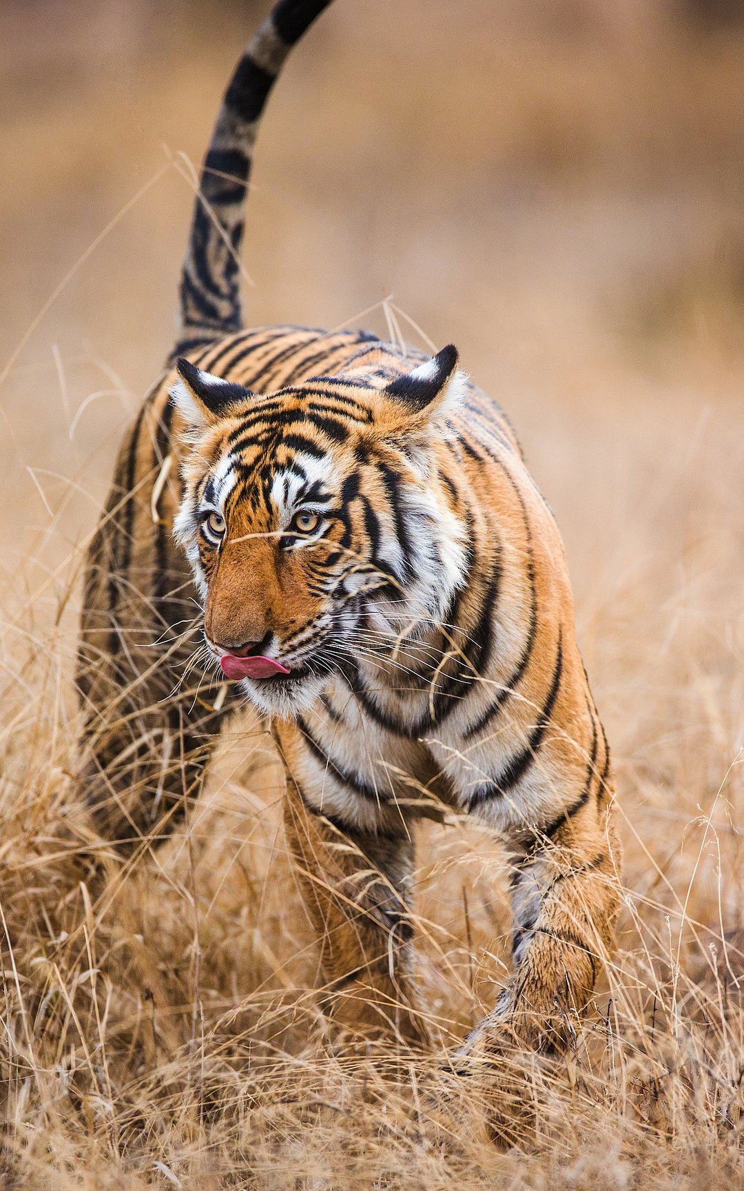 A Bengal tiger at Ranthambore National Park