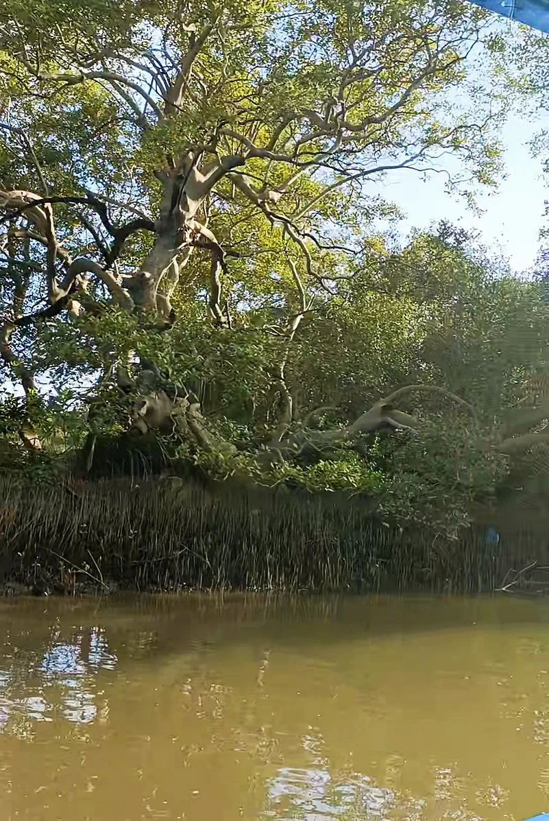 Palolems serene, mangrove-rich backwaters