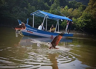 Urmi Chakravorty : Sitting in our boats, we were treated to a flurry of grey, brown, ochre, white and black, accompanied by some high-pitched peals of the raptors