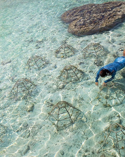 Marine biologists host coral propagation workshops at Patina