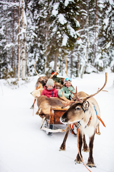 Reindeer safari in winter forest in Lapland, Finland