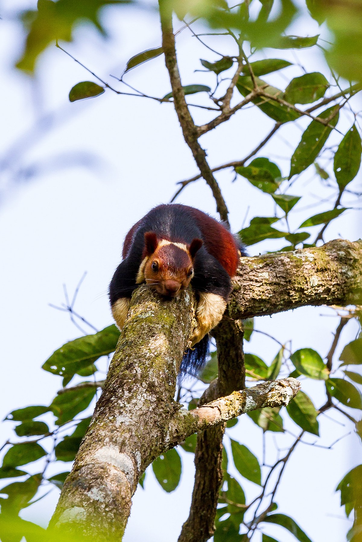 Shutterstock : Malabar Giant Squirrel or Ratufa indica in a forest in Periyar, Kerala